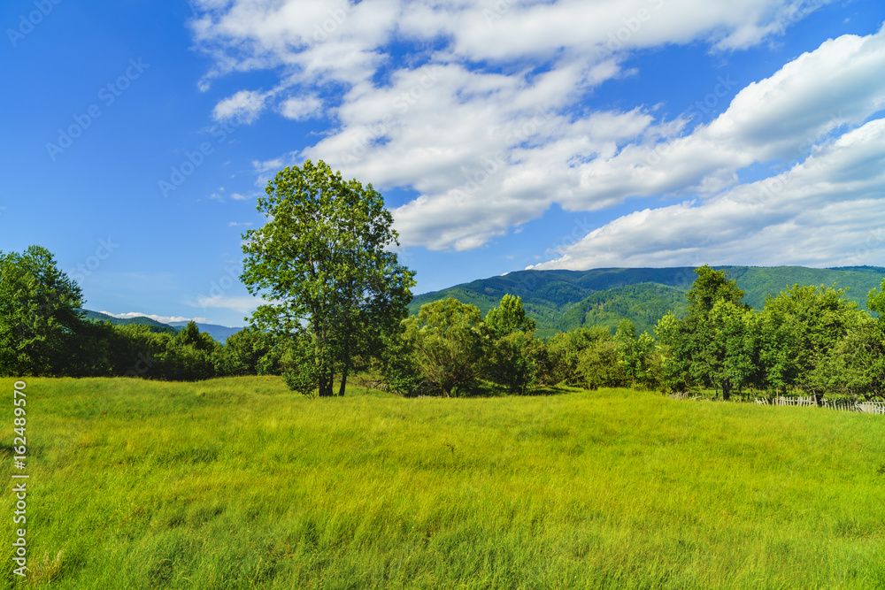 Idyllic landscape with trees and grass on a mountain Idyllic landscape with trees and grass on a mountain