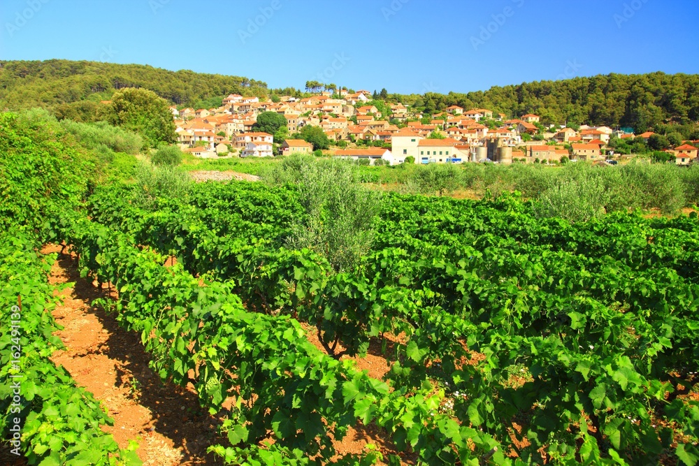 Svirce, famous vine destination on island Hvar, Croatia