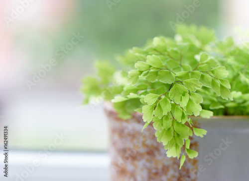  Macro of adiantum philippense or maidenhair fern growing  in a photo