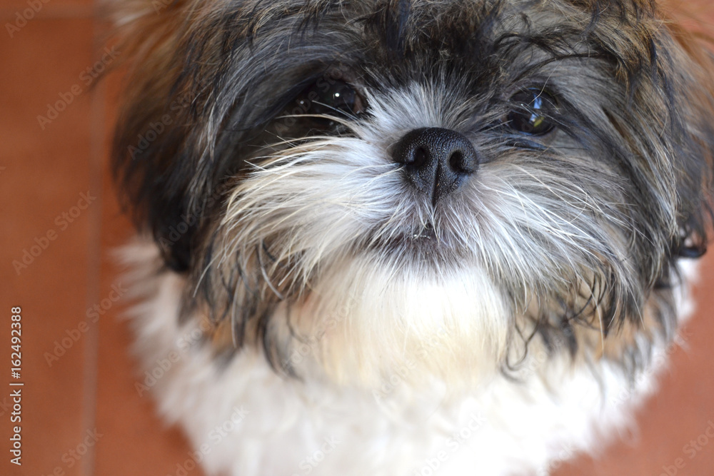 Small cute puppy shih tzu looking at camera. Small cute puppy shih tzu looking at camera.