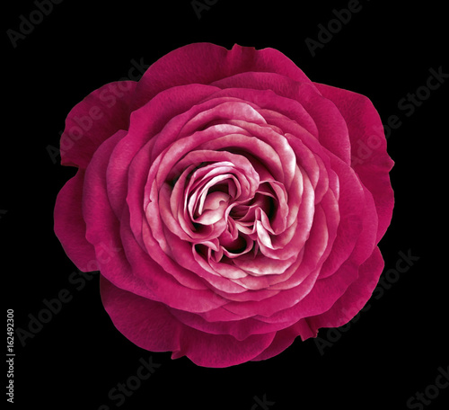 Crimson rose flower. black isolated background with clipping path. Nature. Closeup no shadows. Nature.