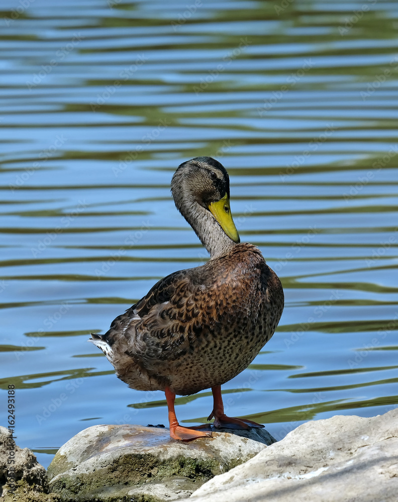 Fototapeta premium Stockente