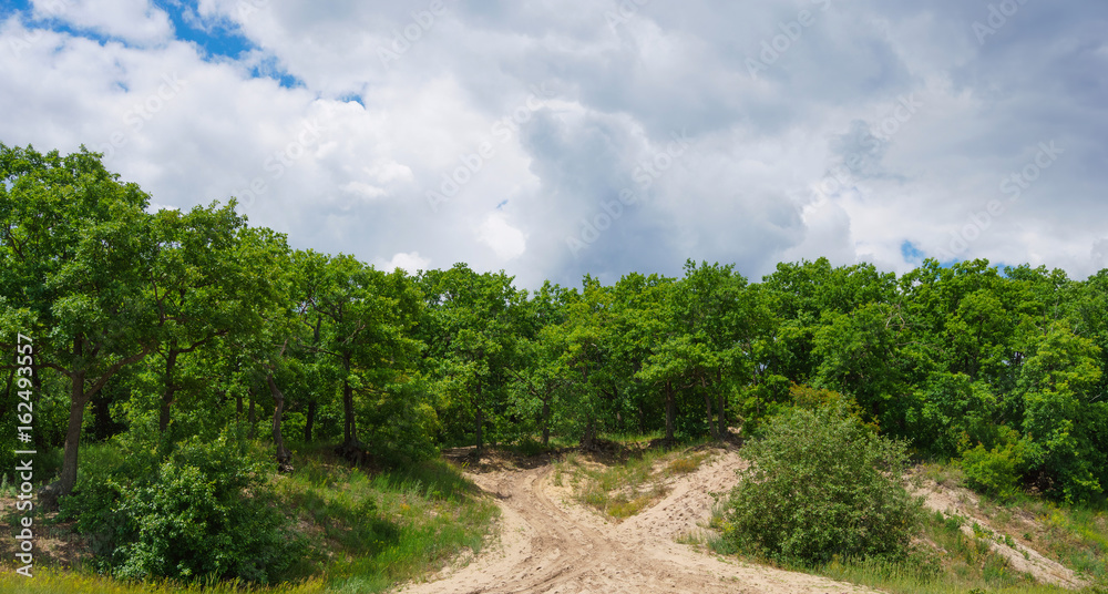 deciduous oak forest on a hill