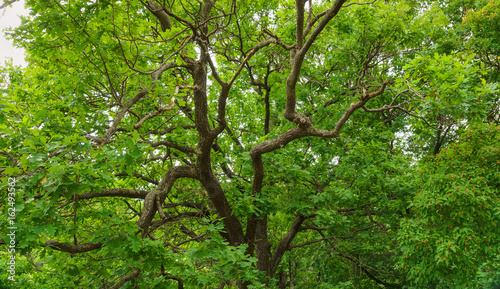 green leaves of oak tree