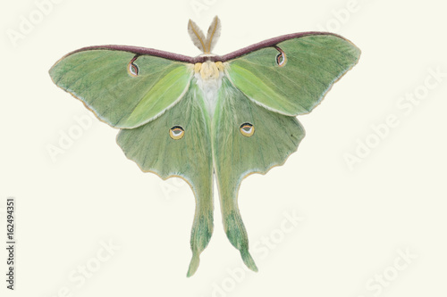 Lunar Moth cut out on white background photo
