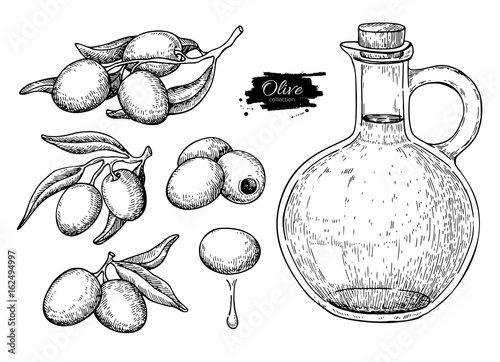 Olive oil bottle and olive branch. Vector Hand drawn illustration. Glass pitcher and food engraving isolated