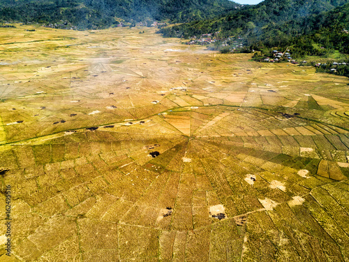 Aerial view of the spider rice fields at harvest time in Ruteng, Indonesia. photo