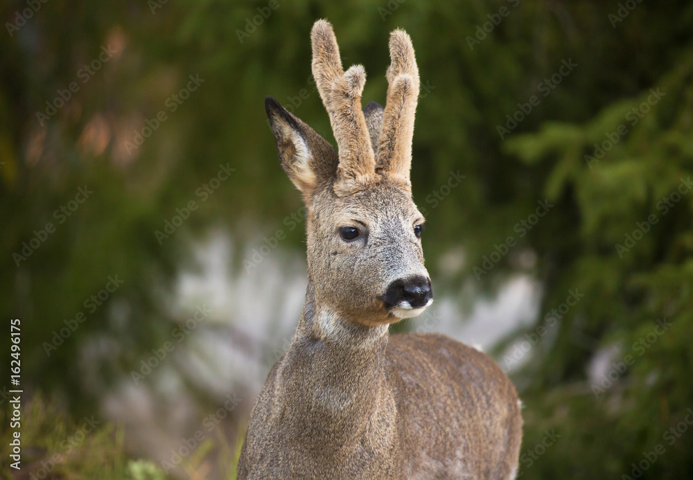 Deer in winter with winter horns left. (Capreolus capreolus). Deer in forest environment. Sweden