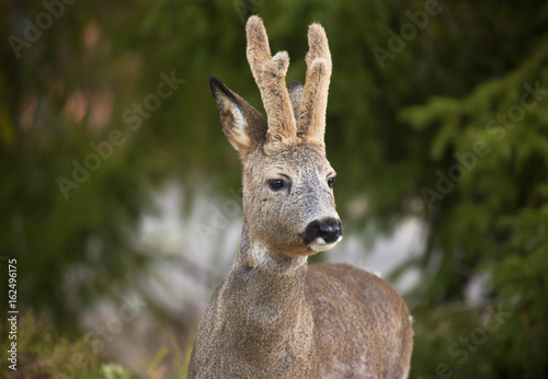 Deer in winter with winter horns left. (Capreolus capreolus). Deer in forest environment. Sweden