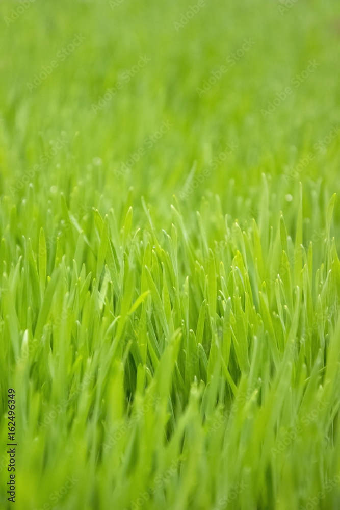Young green paddy rice plants field. Green rice seedlings leaf Young green paddy rice plants field. Green rice seedlings leaf
