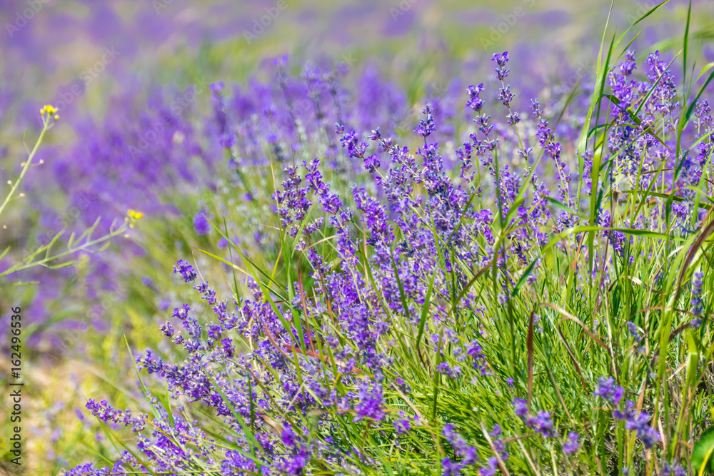 Fototapeta premium Lavender meadow / Lavender meadow in summer sunlight