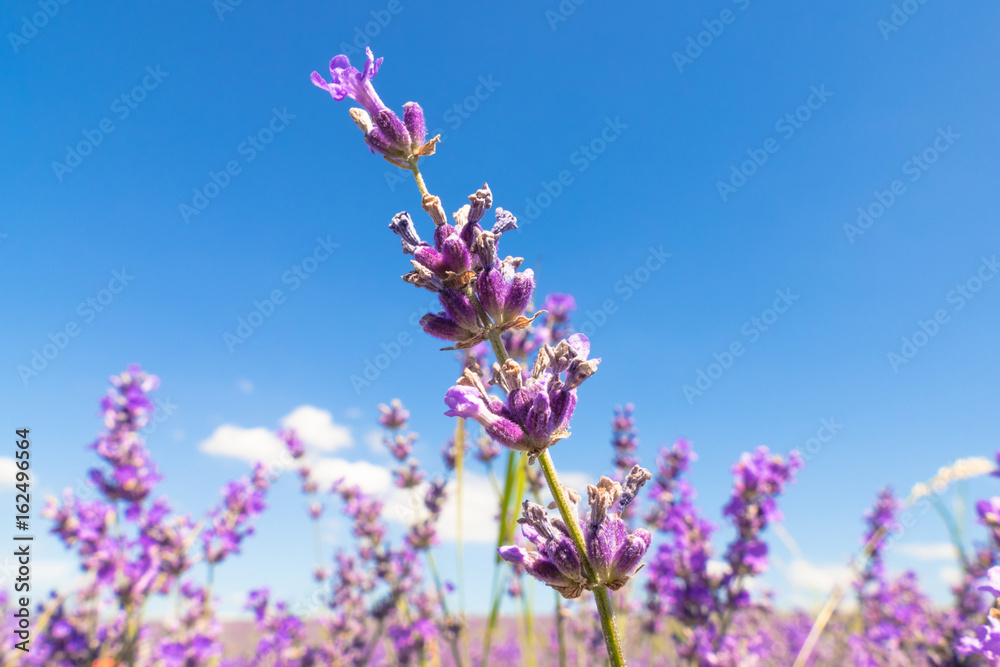 Naklejka premium Lavender flowers on blue sky background / Lavender flower on blue sky background in summer sunlight