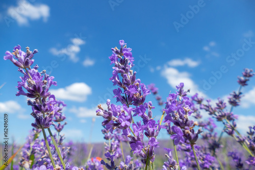 Lavender flowers in sunlight   Lavender meadow in summer sunlight