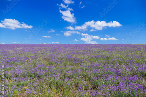 Lavender meadow in sunlight   Lavender meadow on blue sky background in summer sunlight