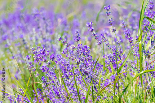 Lavender flowers   Lavender meadow 