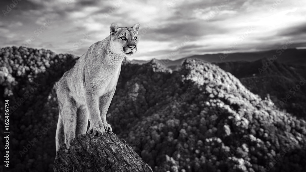 Fototapeta premium Cougar w górach, lew górski, puma