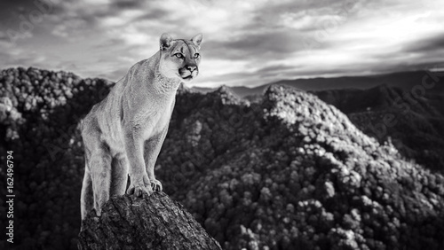 Cougar in the mountains, mountain lion, puma