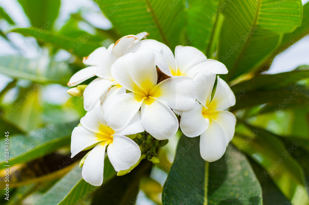 White Plumeria or frangipani. White Plumeria or frangipani.