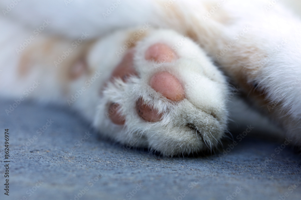 Fototapeta premium Katzenpfote