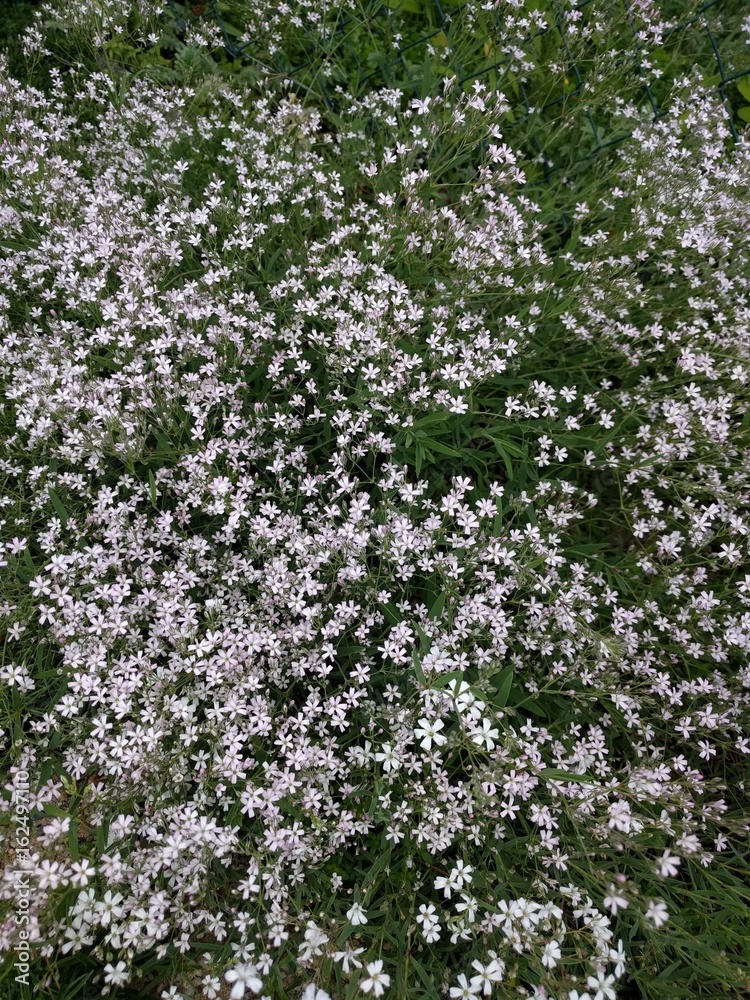 Blumenmeer Blumenmeer