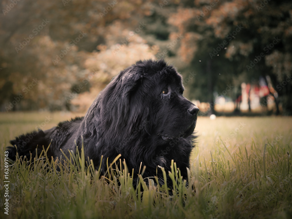Fototapeta premium Old big dog is in the grass. Breed Newfoundland