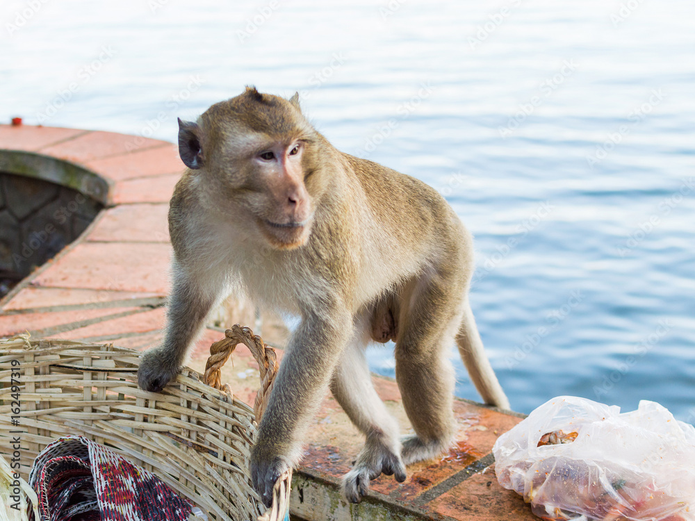 Fototapeta premium A monkey looking for food in the trash basket