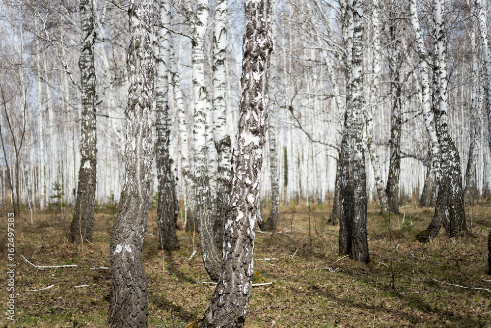 Obraz premium birch forest