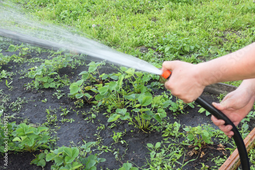 watering