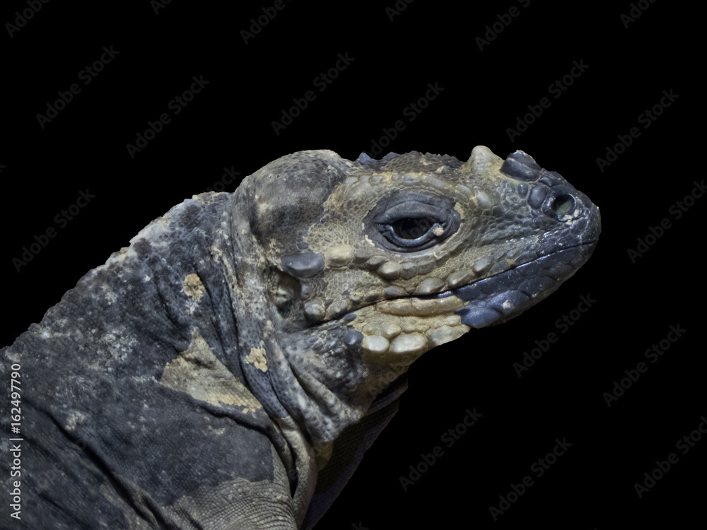 reptile close-up reptile close-up