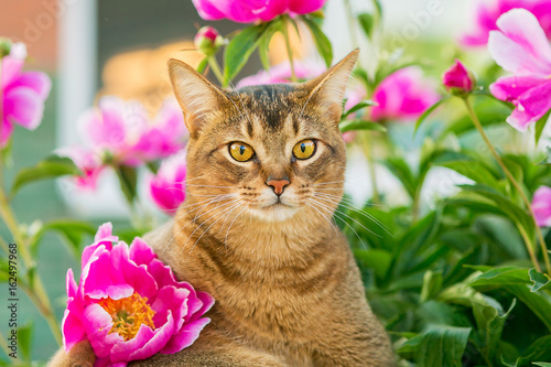Abyssinian cat in flowers / portrait