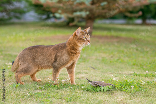 Abyssinian cat hunts a bird in the open air