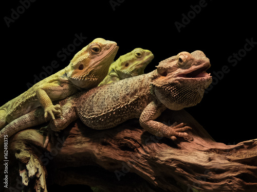 reptiles on a branch