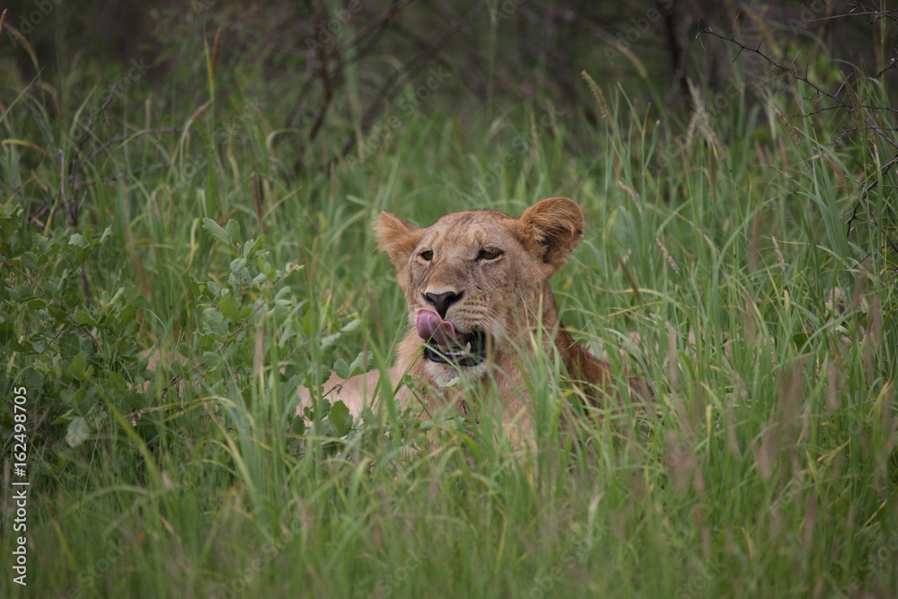 Fototapeta premium Lion wild dangerous mammal africa savannah Kenya