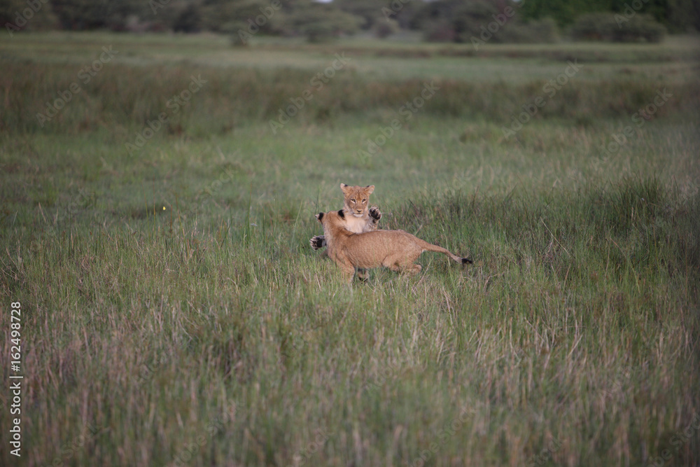 Lion wild dangerous mammal africa savannah Kenya Lion wild dangerous mammal africa savannah Kenya