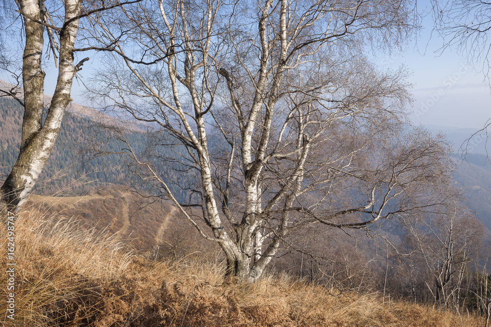 Val Grande, trees