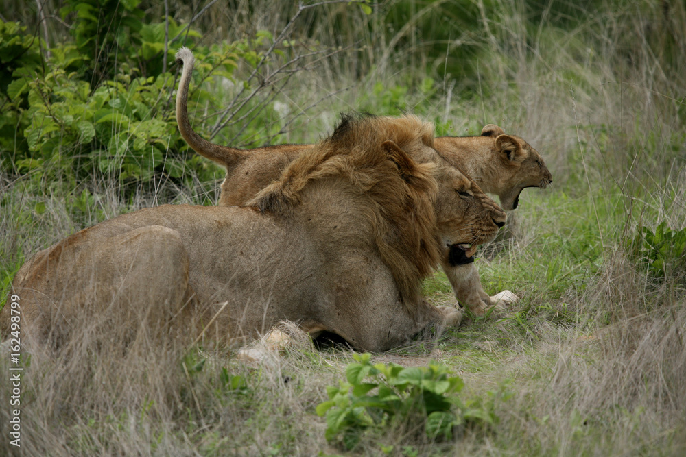 Lion wild dangerous mammal africa savannah Kenya Lion wild dangerous mammal africa savannah Kenya