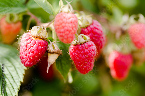 Hanged on bench growing red juicy raspberries in close up shot