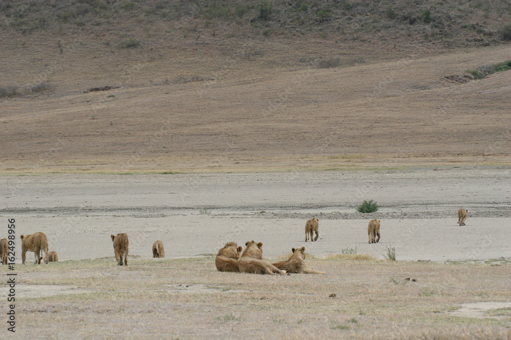 Obraz premium Lion wild dangerous mammal africa savannah Kenya