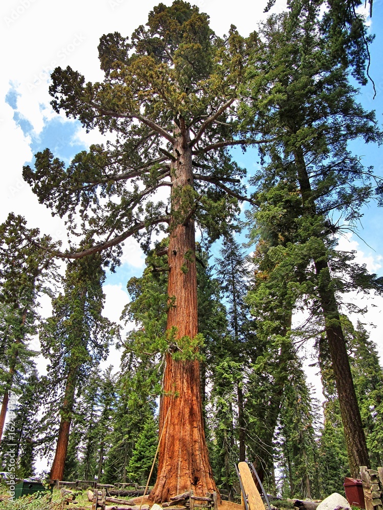 Fototapeta premium Giant sequoia trees in Sequoia National Park - California