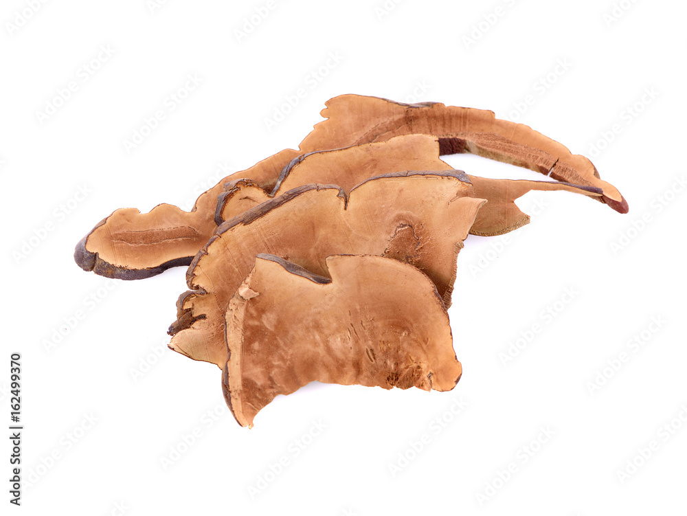 Fototapeta premium Ganoderma Lucidum Isolated on the white background