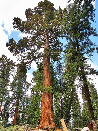Giant sequoia trees in Sequoia National Park - California
