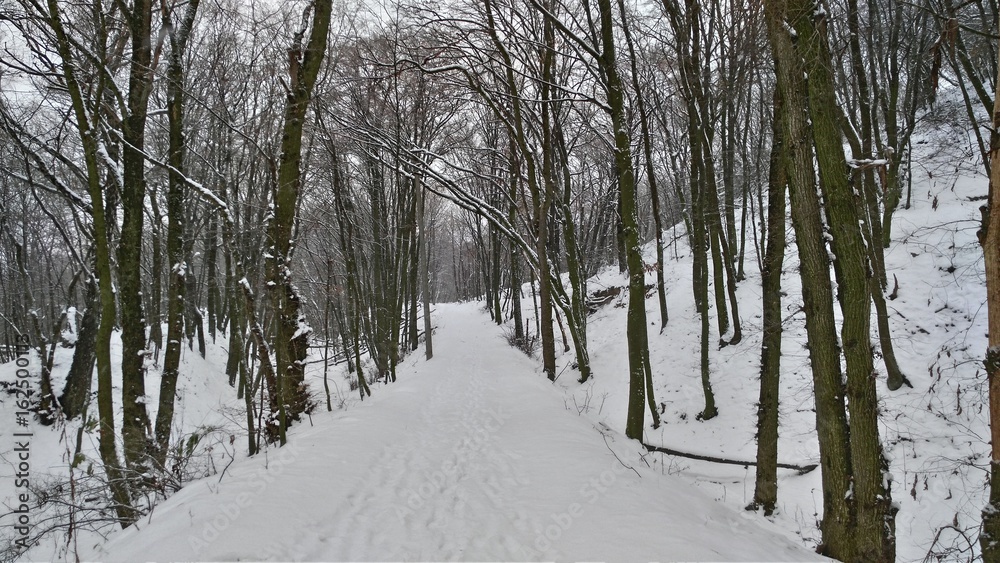 Fototapeta premium Winter