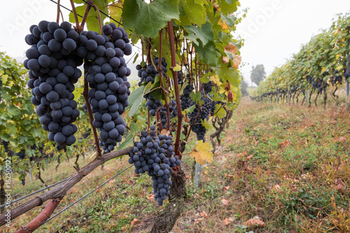 Langhe  vineyard in Piemonte