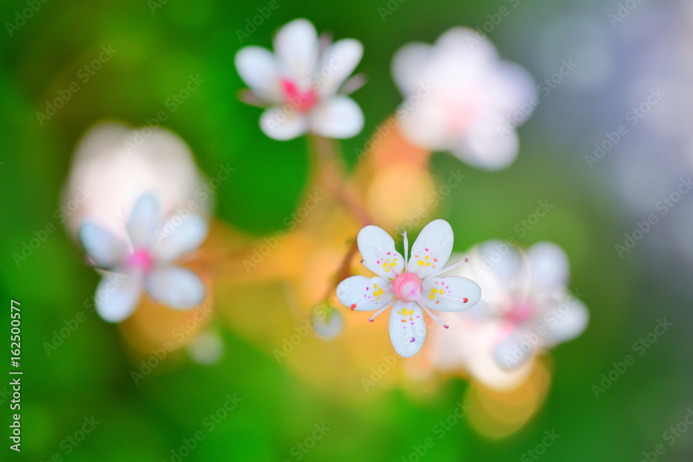 Flowers Saxifraga closeup on natural background Flowers Saxifraga closeup on natural background