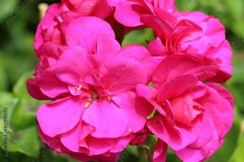 Fototapeta Naklejka Na Ścianę i Meble -  Fleurs de géraniums roses