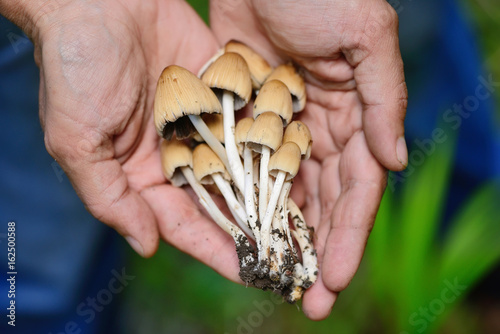 Coprinus micaceus mushroom (Coprinus atramentarius) in male hands, close up photo