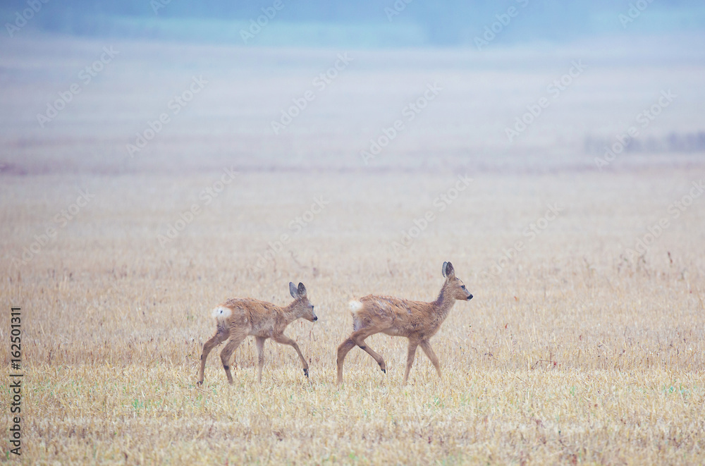Naklejka premium Roe deer (Capreolus capreolus)