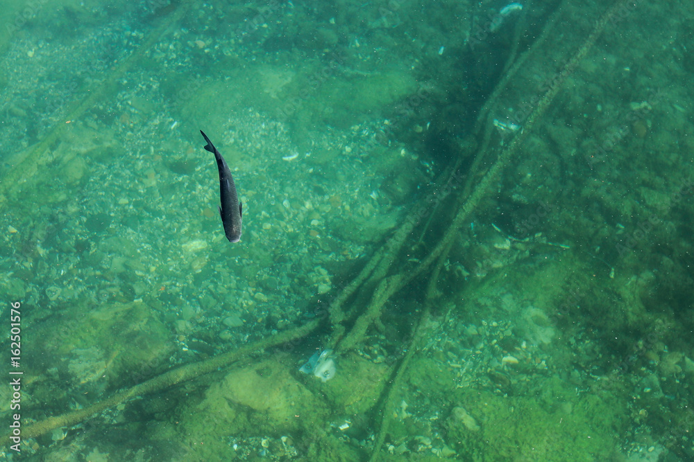 Fototapeta premium Fish in the port
