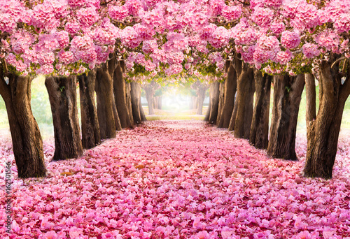 Spadający płatek nad romantycznym tunelem różowych kwiatów drzew / Romantyczny okwitnięcie drzewo nad natury tłem w wiosna sezonie / kwitnie tło