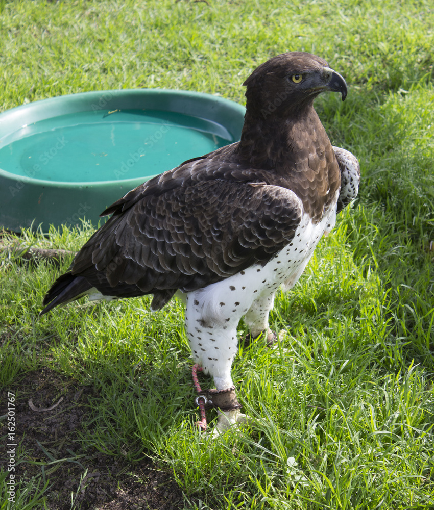 Fototapeta premium Bird of Prey